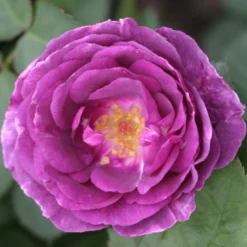 Duftende Beetrose 'Minerva®', Violett, Topf 6 Liter -Angebote Gruen Trieb Store 0460200858 Minerva Premium Beetrose Co6lt lila Duftrosen 2 118848