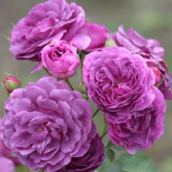 Duftende Beetrose 'Minerva®', Violett, Topf 6 Liter -Angebote Gruen Trieb Store 0460200858 Minerva Premium Beetrose Co6lt lila Duftrosen 4 118849