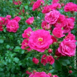 Angebote Gruen Trieb Store -Angebote Gruen Trieb Store 0460400285 Bodendeckerrose Heidetraum RGB Copyright NEU 02 42100