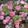 Kletterrose 'Mini Eden Rose®', Hellrosa, Topf 6 Liter