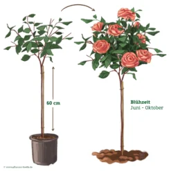 Stammrose 'Käthchen Von Heilbronn'®, Edelrose, Stammhöhe 60cm Im 7,5 Liter Topf -Angebote Gruen Trieb Store 046080 Rosenstamm apricot rosa 122132
