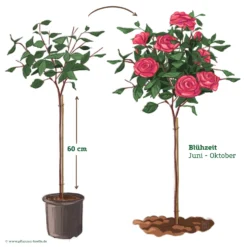 Stammrose 'Charisma'®, Edelrose, Stammhöhe 60cm Im 7,5 Lt. Topf 9 Stammrose 'Charisma'®, Edelrose, Stammhöhe 60cm Im 7,5 Lt. Topf -Angebote Gruen Trieb Store 046080 Rosenstamm pink 122127