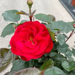 Stammrose 'Kompass'®, Beetrose, Rot, Stammhöhe 60 Cm Im 7,5 Liter Topf -Angebote Gruen Trieb Store 0460800735 Kompass Halbstamm rot 2 126522