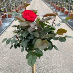 Stammrose 'Kompass'®, Beetrose, Rot, Stammhöhe 60 Cm Im 7,5 Liter Topf -Angebote Gruen Trieb Store 0460800735 Kompass Halbstamm rot 4 126523