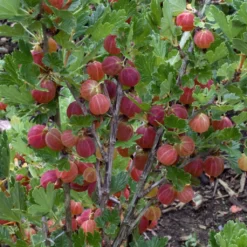 Naschgarten Beeren-Mix, 5er-Set, Höhe 35 Cm, Topf 2 Liter -Angebote Gruen Trieb Store 0480800266 Stachelbeeren Set gruen rot Co2lt 75782