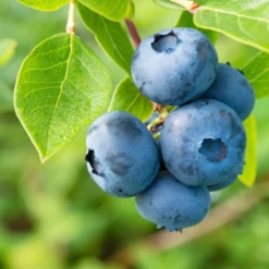 Naschgarten Beeren-Mix, 5er-Set, Höhe 35 Cm, Topf 2 Liter -Angebote Gruen Trieb Store 0480890053 Koelle Heidelbeere Goltraube 040 080 Co 3 4l 49744