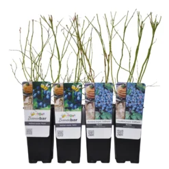 Heidelbeeren 'Klassiker', 4er-Set, Topf Je 2 Liter -Angebote Gruen Trieb Store 0480890241 Heidelbeeren PatriotGoldtraube mittelspaet Co WEB 3 89597