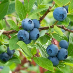 Heidelbeere 'Northland', Höhe Ca. 30-40 Cm, Topf 23 Cm