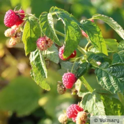 Zwerg-Himbeere Summer Lovers® 'Patio Red', 5 L Topf 9 Zwerg-Himbeere Summer Lovers® 'Patio Red', 5 L Topf -Angebote Gruen Trieb Store 0480900167 Summer Lovers Patio Red Sommerhimbeere 1 neu 91947