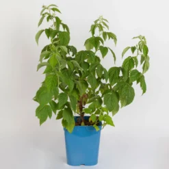 Zwerg-Himbeere Summer Lovers® 'Patio Red', 5 L Topf