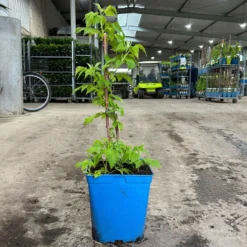 Gelbe Zwerghimbeere Lowberry® 'Goodasgold' , 5 L Topf 7 Gelbe Zwerghimbeere Lowberry® 'Goodasgold' , 5 L Topf -Angebote Gruen Trieb Store 0480900237 zwerghimbeere goodasgold 1 124052