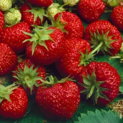 6er-Set Erdbeere Hummi® 'Merosa' öftertragend, Je Im 9 Cm Topf -Angebote Gruen Trieb Store 0480910396 Hummi Merosa im 6er Set T92 neu 89653