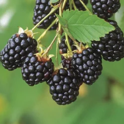 Naschgarten Beeren-Mix, 5er-Set, Höhe 35 Cm, Topf 2 Liter -Angebote Gruen Trieb Store 0480920100 Brombeere Navaho 4er Set 76439 1