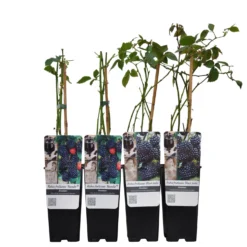 Brombeeren 'Navaho'® Arapaho(s) & 'Black Satin', 4er-Set, Topf Je 2 Liter -Angebote Gruen Trieb Store 0480920101 Brombeeren Navaho Black Sati 4er Set Co 2 lt WEB 2 89631