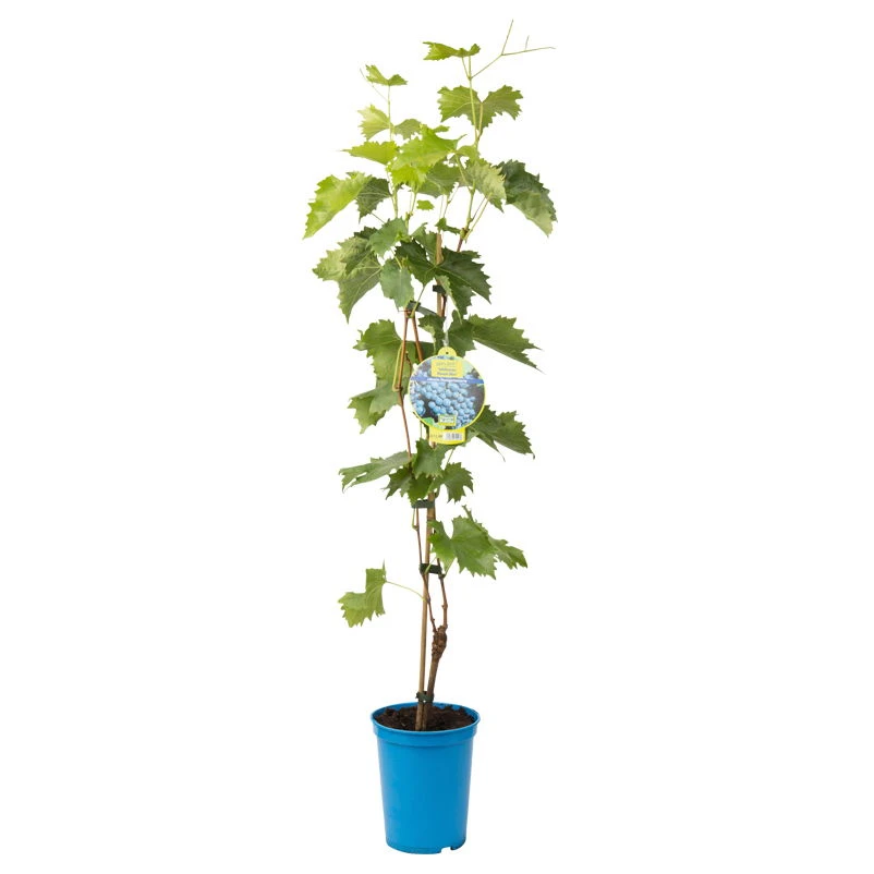 Tafeltraube 'Muscat Bleu®' 2 Tafeltraube 'Muscat Bleu®' – Bild 2