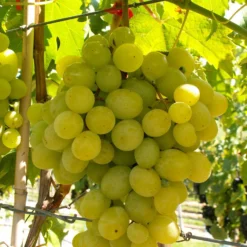 Angebote Gruen Trieb Store 30 Kernarme Tafeltraube 'Frumosa Alba'®