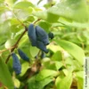 Sibirische Blaubeere, Lonicera Kamtschatika 'Eisbär®', Im Topf 5 Liter