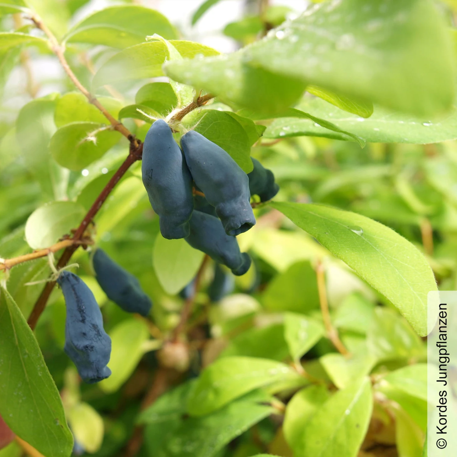 Sibirische Blaubeere, Lonicera Kamtschatika 'Eisbär®', Im Topf 5 Liter 1 Sibirische Blaubeere, Lonicera Kamtschatika 'Eisbär®', Im Topf 5 Liter