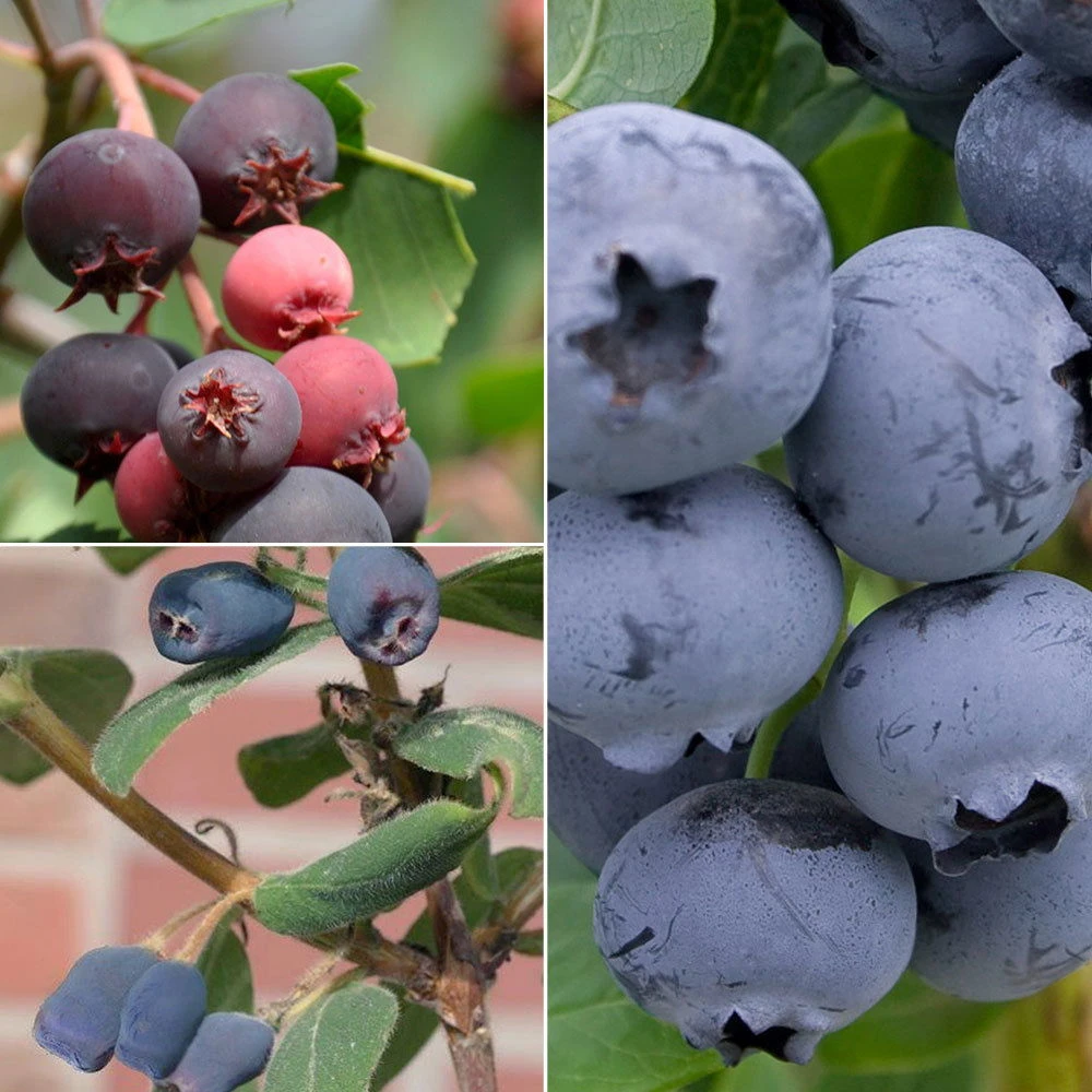 Gehölz-Set Naschobst, 3er-Set, Topf 3+5 Liter 1 Gehölz-Set Naschobst, 3er-Set, Topf 3+5 Liter