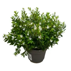 Japanische Scheinmyrte, Farben Zufällig, Topf-Ø 17 Cm, 2er-Set -Angebote Gruen Trieb Store 0610260038 Cuphea hyssopifolia T17 weiss 2er Set WS 3 93790