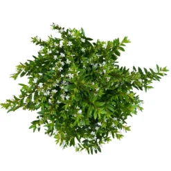 Japanische Scheinmyrte, Farben Zufällig, Topf-Ø 17 Cm, 2er-Set -Angebote Gruen Trieb Store 0610260038 Cuphea hyssopifolia T17 weiss 2er Set WS 6 93789