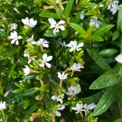 Japanische Scheinmyrte, Farben Zufällig, Topf-Ø 17 Cm, 2er-Set -Angebote Gruen Trieb Store 0610260038 Cuphea hyssopifolia T17 weiss 2er Set WS 7 93701