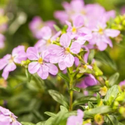 Japanische Scheinmyrte, Farben Zufällig, Topf-Ø 17 Cm, 2er-Set -Angebote Gruen Trieb Store 0610260039 Cuphea hyssopifolia Bluetenbilder 1 93707