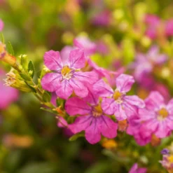 Japanische Scheinmyrte, Farben Zufällig, Topf-Ø 17 Cm, 2er-Set -Angebote Gruen Trieb Store 0610260039 Cuphea hyssopifolia Bluetenbilder 2 93708