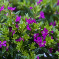 Japanische Scheinmyrte, Farben Zufällig, Topf-Ø 17 Cm, 2er-Set -Angebote Gruen Trieb Store 0610260039 Cuphea hyssopifolia Bluetenbilder 3 93709