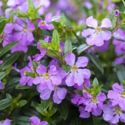 Japanische Scheinmyrte, Farben Zufällig, Topf-Ø 17 Cm, 2er-Set -Angebote Gruen Trieb Store 0610260039 Cuphea hyssopifolia Bluetenbilder 4 93706