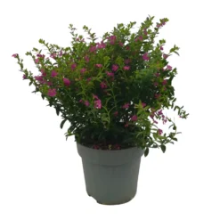 Japanische Scheinmyrte, Farben Zufällig, Topf-Ø 17 Cm, 2er-Set -Angebote Gruen Trieb Store 0610260039 Cuphea hyssopifolia T17 Rosa Lila Rottoene 2er Set WS 11 93792