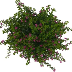 Japanische Scheinmyrte, Farben Zufällig, Topf-Ø 17 Cm, 2er-Set -Angebote Gruen Trieb Store 0610260039 Cuphea hyssopifolia T17 Rosa Lila Rottoene 2er Set WS 17 93794