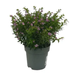 Angebote Gruen Trieb Store -Angebote Gruen Trieb Store 0610260039 Cuphea hyssopifolia T17 Rosa Lila Rottoene 2er Set WS 20 93791