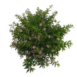 Japanische Scheinmyrte, Farben Zufällig, Topf-Ø 17 Cm, 2er-Set -Angebote Gruen Trieb Store 0610260039 Cuphea hyssopifolia T17 Rosa Lila Rottoene 2er Set WS 24 93796