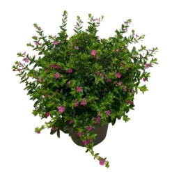 Japanische Scheinmyrte, Farben Zufällig, Topf-Ø 17 Cm, 2er-Set -Angebote Gruen Trieb Store 0610260039 Cuphea hyssopifolia T17 Rosa Lila Rottoene 2er Set WS 6 93793