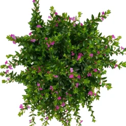 Japanische Scheinmyrte, Farben Zufällig, Topf-Ø 17 Cm, 2er-Set -Angebote Gruen Trieb Store 0610260039 Cuphea hyssopifolia T17 Rosa Lila Rottoene 2er Set WS 7 93795