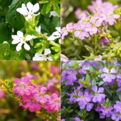 Angebote Gruen Trieb Store 20 Japanische Scheinmyrte, Farben Zufällig, Topf-Ø 17 Cm, 2er-Set