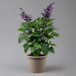 Pfirsichsalbei Purpurlila, Topf-Ø 21 Cm, Höhe Ca. 40 Cm -Angebote Gruen Trieb Store 0610370085 Salvia T21 purple H 40 cm 2 125917