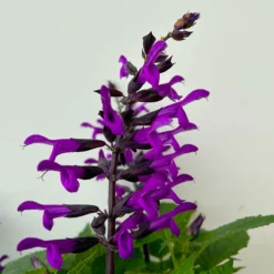 Pfirsichsalbei Purpurlila, Topf-Ø 21 Cm, Höhe Ca. 40 Cm -Angebote Gruen Trieb Store 0610370085 Salvia T21 purple 5 n 125841