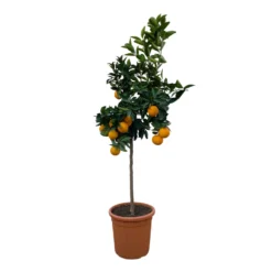 Orangenbaum, Stamm, Topf-Ø Ca. 22 Cm, Höhe Ca. 70 Cm 12 Orangenbaum, Stamm, Topf-Ø Ca. 22 Cm, Höhe Ca. 70 Cm -Angebote Gruen Trieb Store 0630100030 KB Citrus sinensis Stamm T33 11 104310