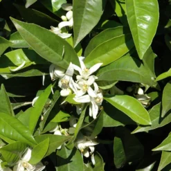 Orangenbaum, Stamm, Topf-Ø Ca. 22 Cm, Höhe Ca. 70 Cm 14 Orangenbaum, Stamm, Topf-Ø Ca. 22 Cm, Höhe Ca. 70 Cm -Angebote Gruen Trieb Store 0630100030 KB Citrus sinensis Stamm T33 1 88065