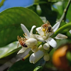 Orangenbaum, Stamm, Topf-Ø Ca. 22 Cm, Höhe Ca. 70 Cm 13 Orangenbaum, Stamm, Topf-Ø Ca. 22 Cm, Höhe Ca. 70 Cm -Angebote Gruen Trieb Store 0630100030 KB Citrus sinensis Stamm T33 4 87842