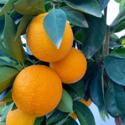 Orangenbaum, Stamm, Topf-Ø Ca. 22 Cm, Höhe Ca. 70 Cm 15 Orangenbaum, Stamm, Topf-Ø Ca. 22 Cm, Höhe Ca. 70 Cm -Angebote Gruen Trieb Store 0630100030 KB Citrus sinensis Stamm T33 6 104198