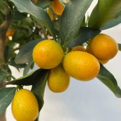 Kumquat, Stamm, Topf-Ø 22 Cm -Angebote Gruen Trieb Store 0630100261 KB Citrus fort marg Stamm T22 7 104208