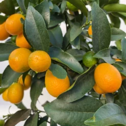 Kumquat, Stamm, Topf-Ø 22 Cm -Angebote Gruen Trieb Store 0630100261 KB Citrus fort marg Stamm T22 8 104207