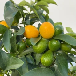 Kumquat, Stamm, Topf-Ø 22 Cm -Angebote Gruen Trieb Store 0630100261 KB Citrus fort marg Stamm T22 9 104206