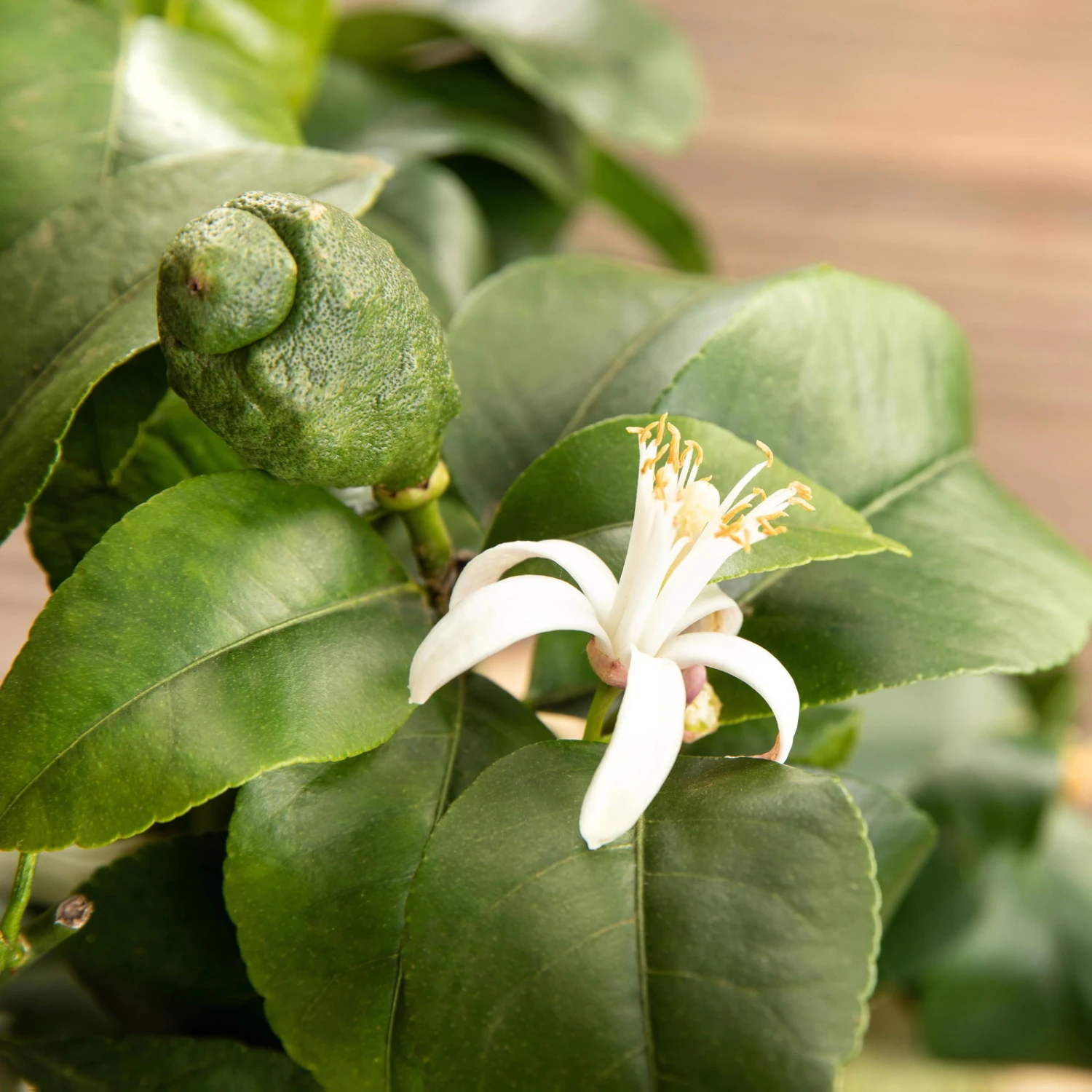 Zitronenbaum, Stamm, Topf-Ø 24 Cm, Höhe Ca. 140 Cm 5 Zitronenbaum, Stamm, Topf-Ø 24 Cm, Höhe Ca. 140 Cm – Bild 5