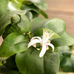 Zitronenbaum, Stamm, Topf-Ø 20 Cm, Höhe 70-80 Cm -Angebote Gruen Trieb Store 0630100481 Citrus limon Bluete GS624989 Citrus limon 77068