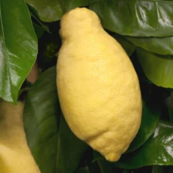 Zitronenbaum, Stamm, Topf-Ø 24 Cm, Höhe Ca. 140 Cm 10 Zitronenbaum, Stamm, Topf-Ø 24 Cm, Höhe Ca. 140 Cm -Angebote Gruen Trieb Store 0630100481 Citrus limon Frucht am Zweig GS426522 Citrus limon 77067