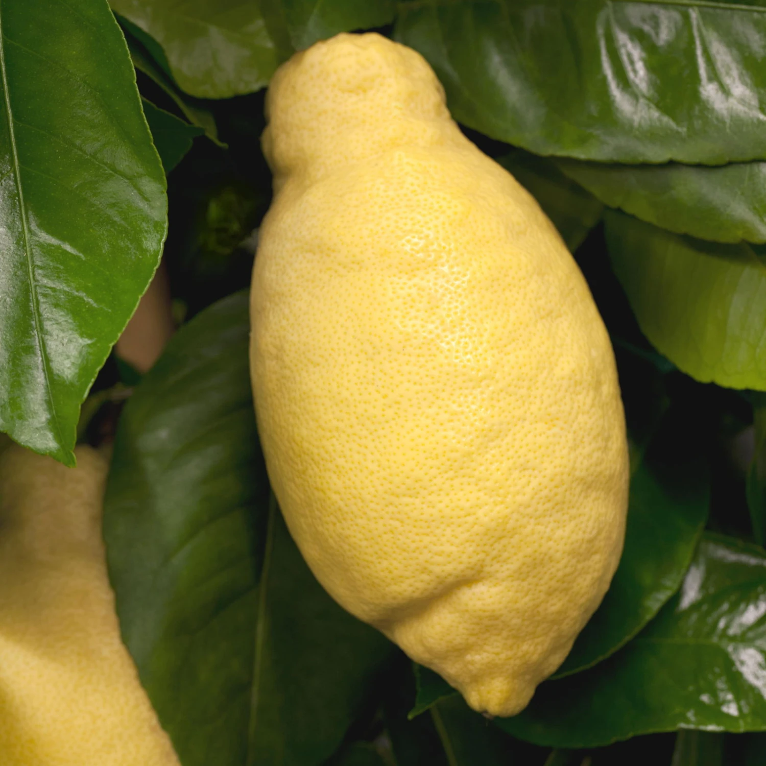 Zitronenbaum, Stamm, Topf-Ø 24 Cm, Höhe Ca. 140 Cm 4 Zitronenbaum, Stamm, Topf-Ø 24 Cm, Höhe Ca. 140 Cm – Bild 4